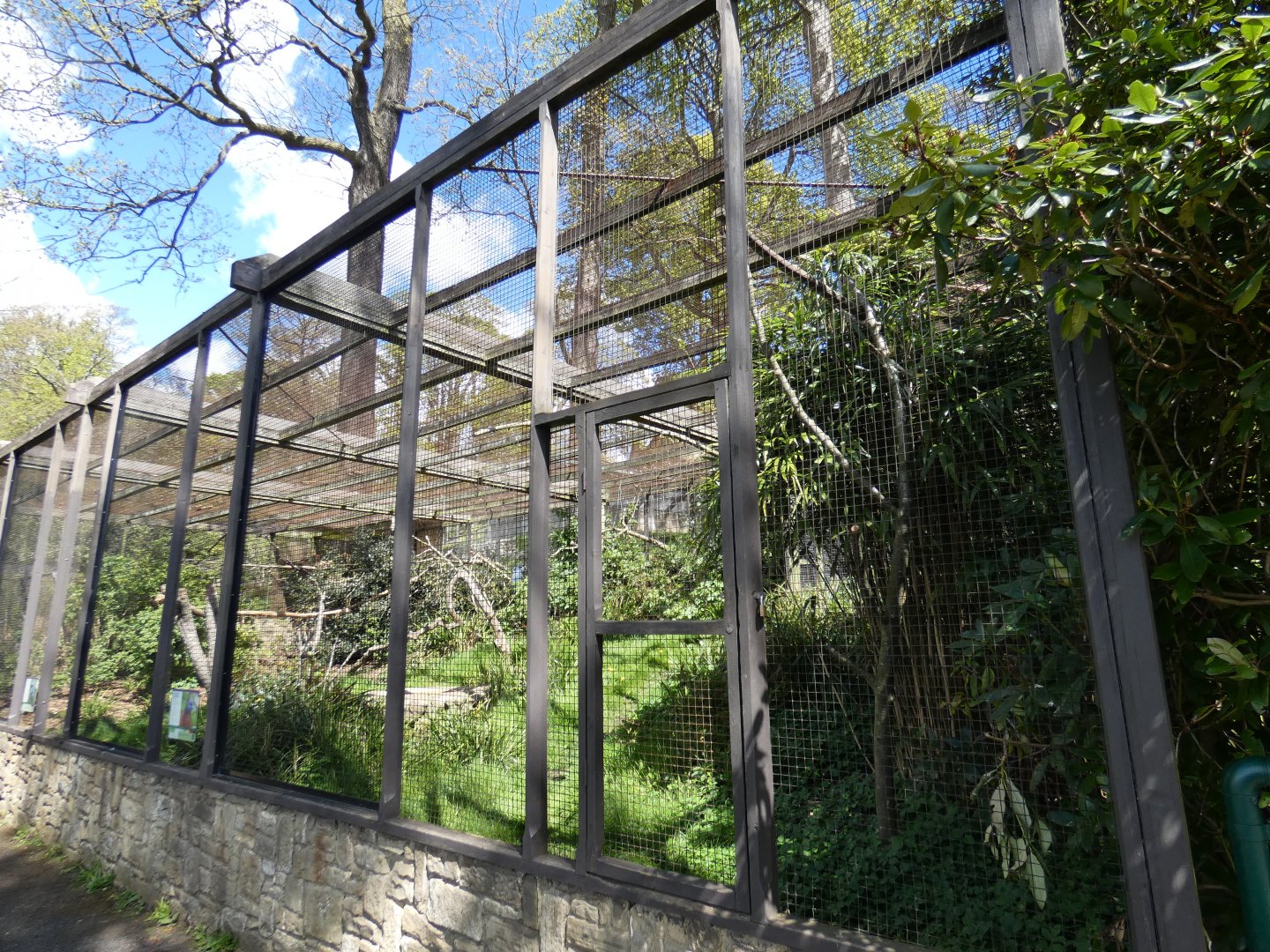 Palm cockatoo and Great argus pheasant aviary