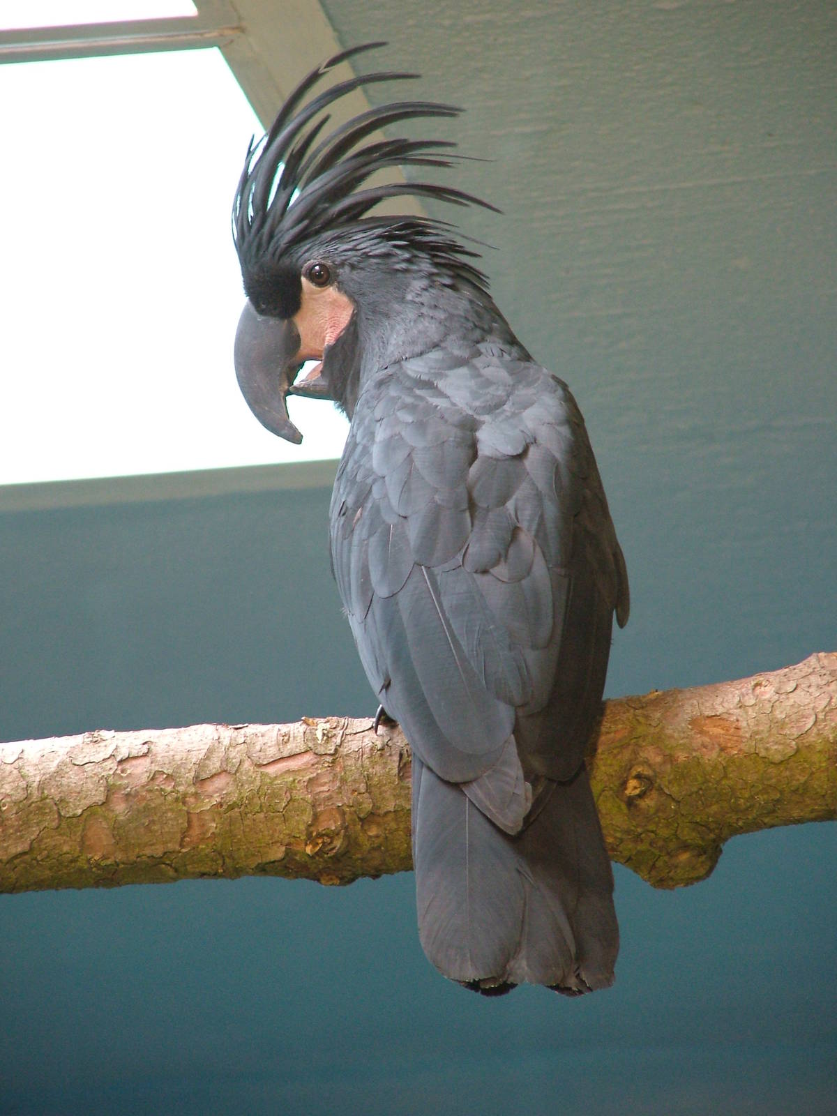 Palm Cockatoo at Brno, 27/05/10