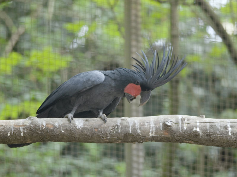 Palm cockatoo at Harewood House Bird Garden