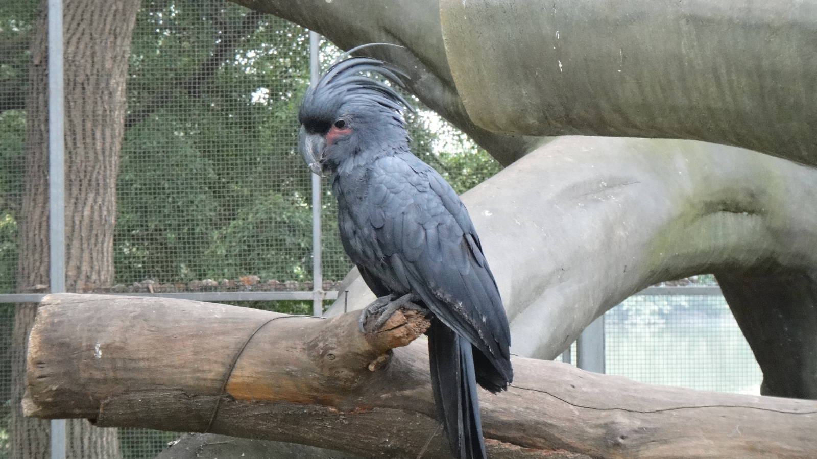 Palm cockatoo at Nanning zoo 2013-4-27