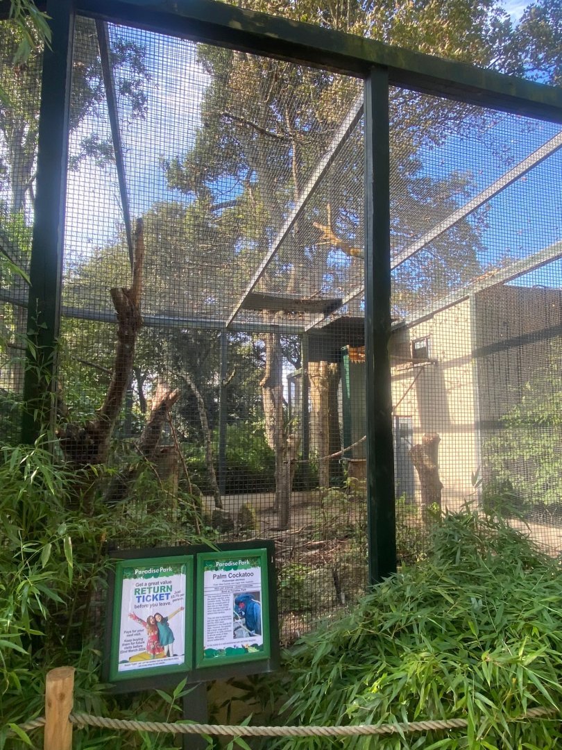 Palm cockatoo aviary 081023