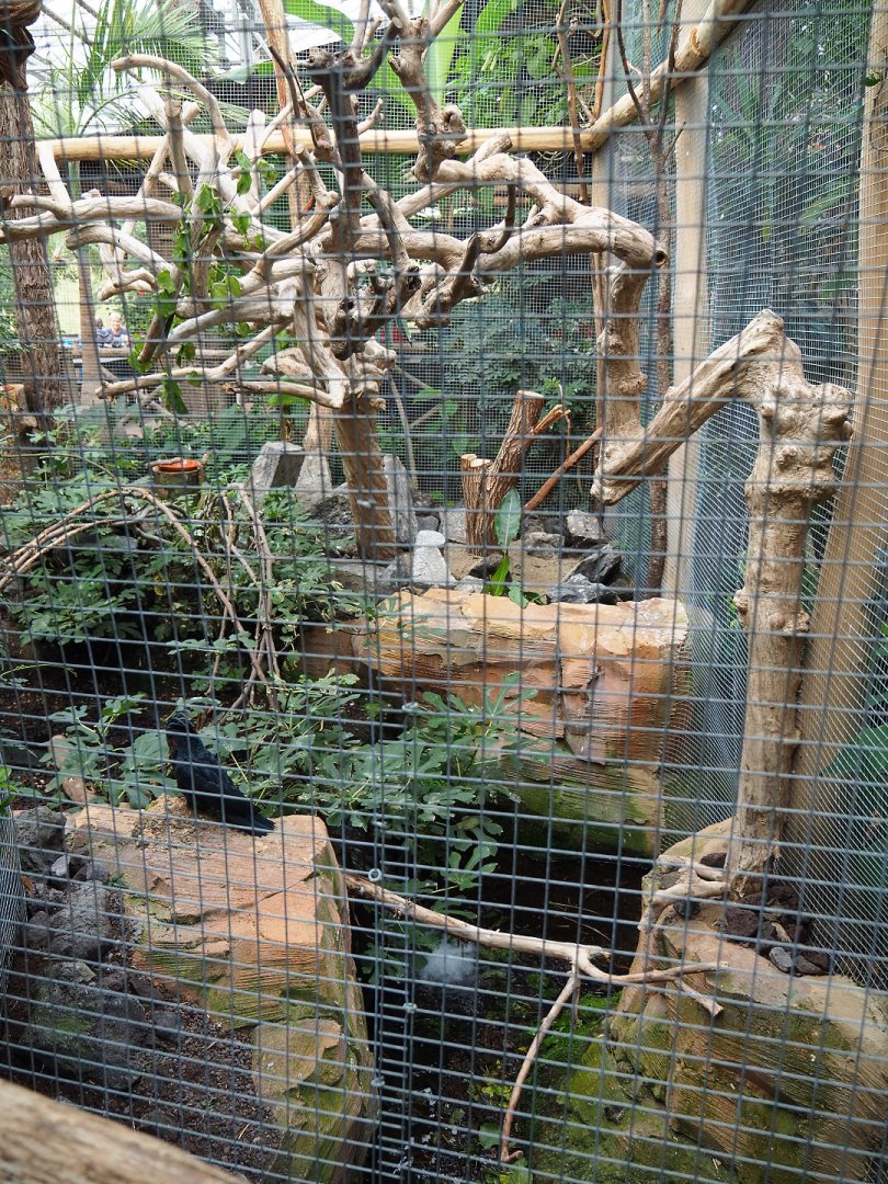 Palm cockatoo aviary, 2019-10-05