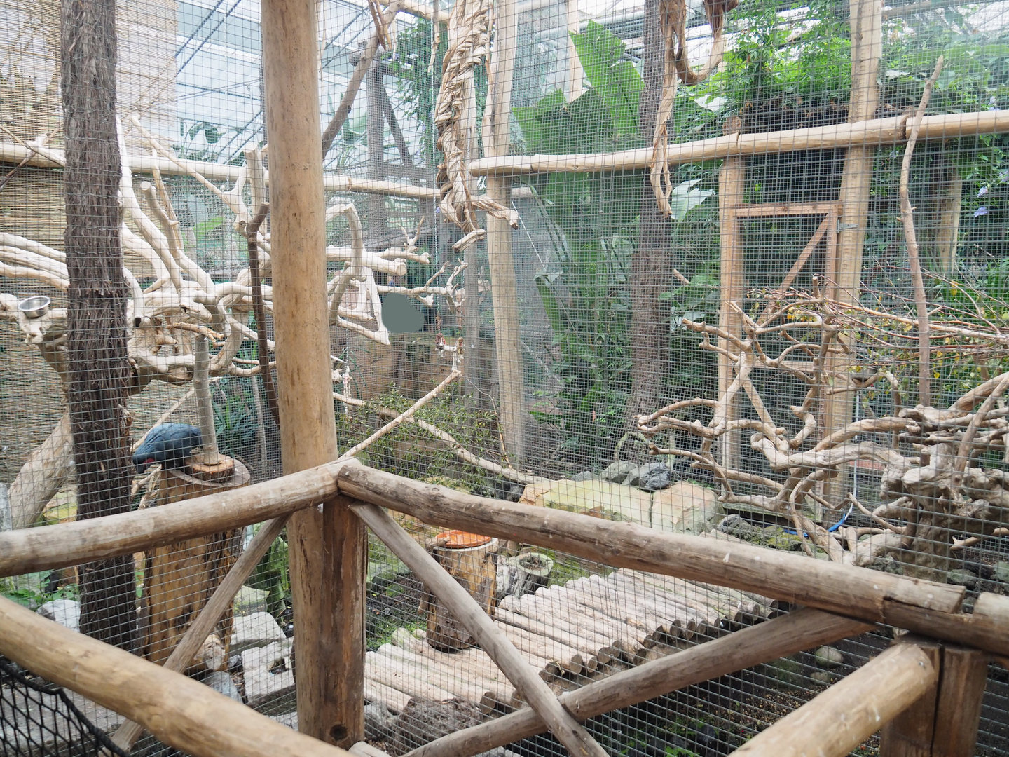 Palm cockatoo aviary, 2022-09-14