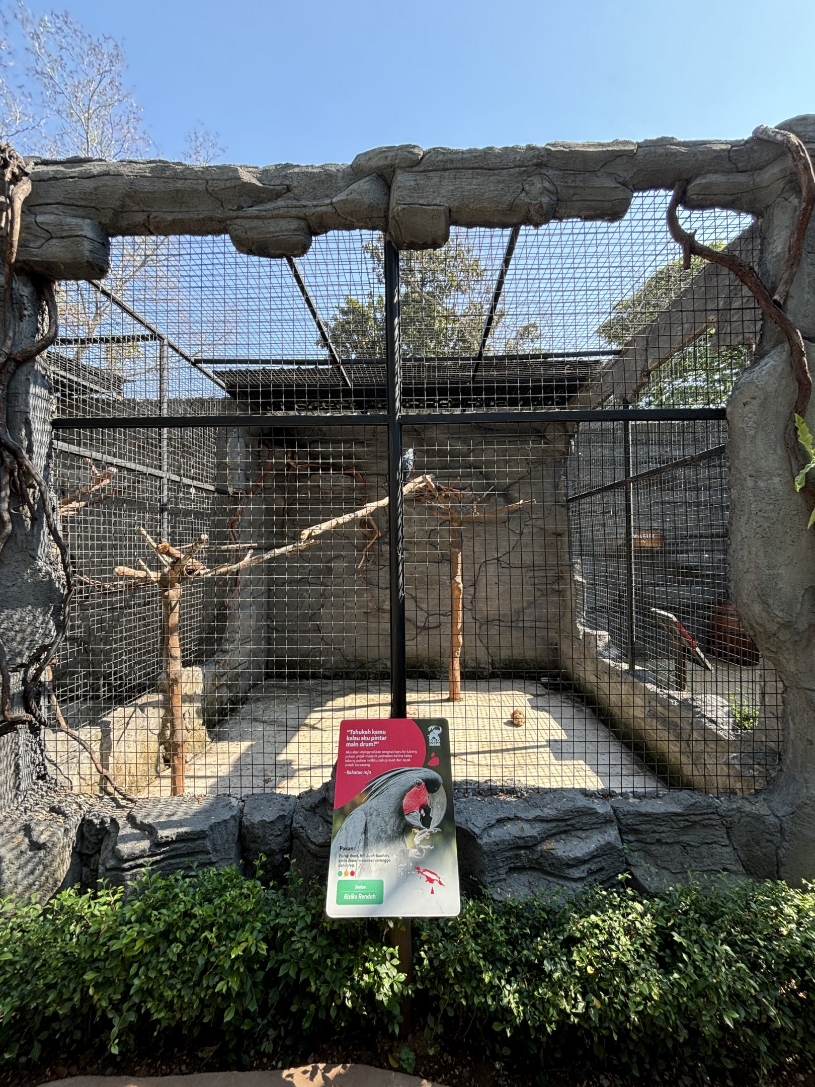 Palm Cockatoo Aviary - Solo Safari