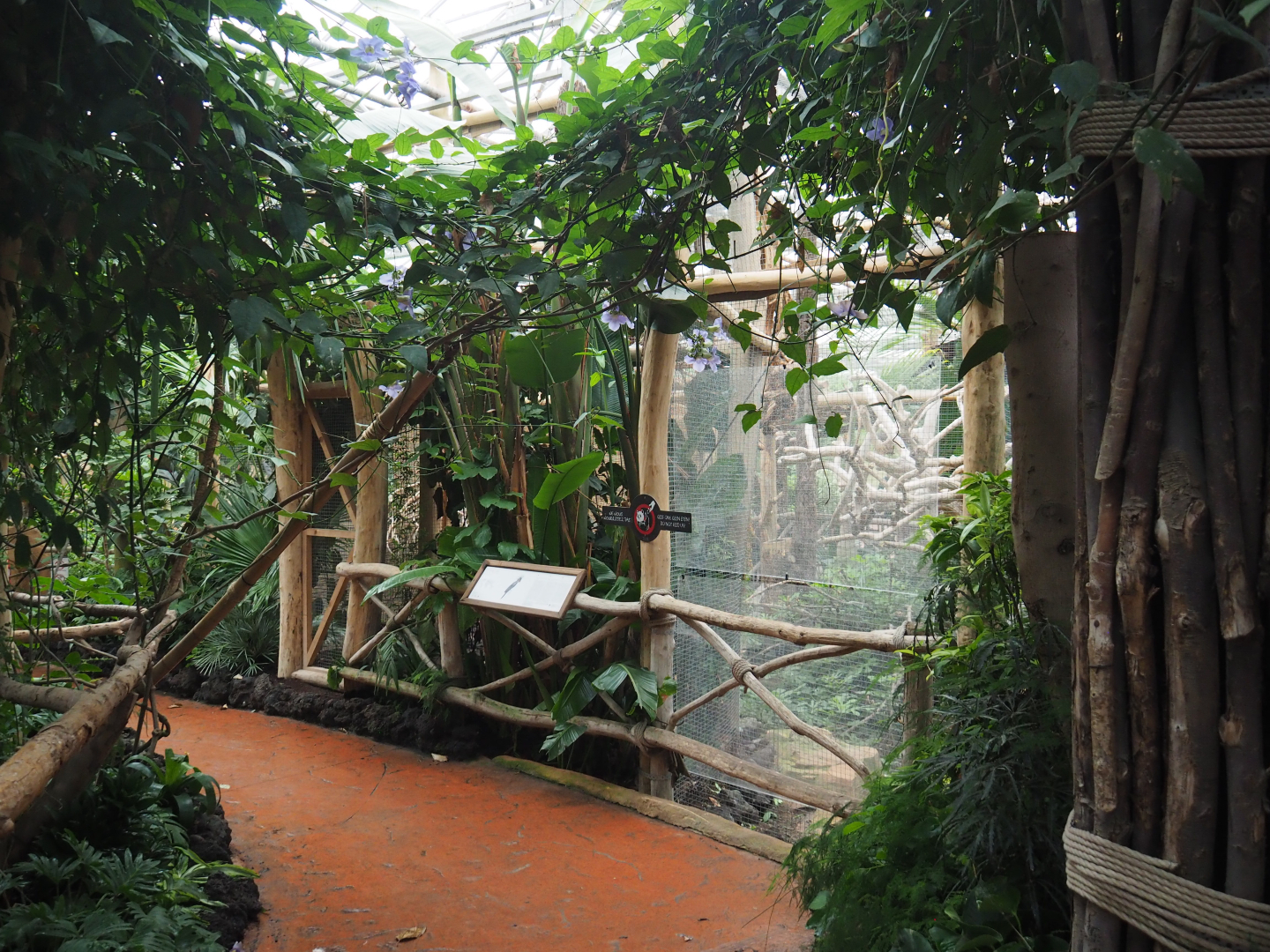 Palm cockatoo aviary viewing area, 2020-09-03
