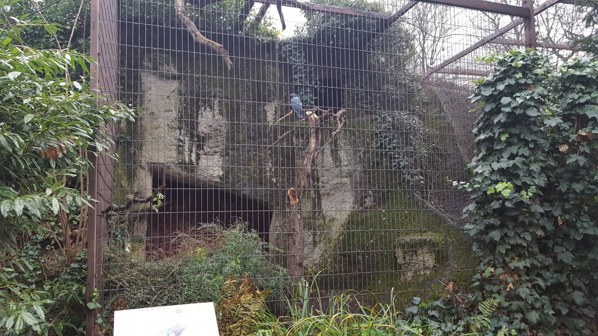 palm cockatoo aviary