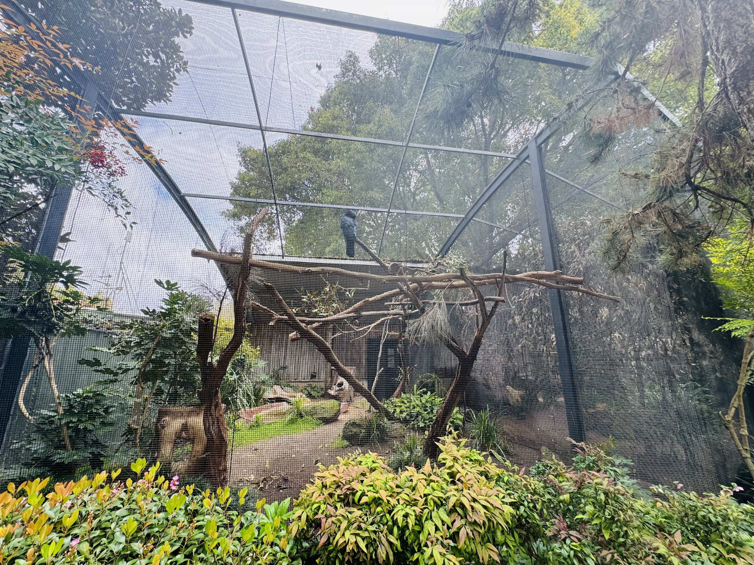 Palm cockatoo aviary