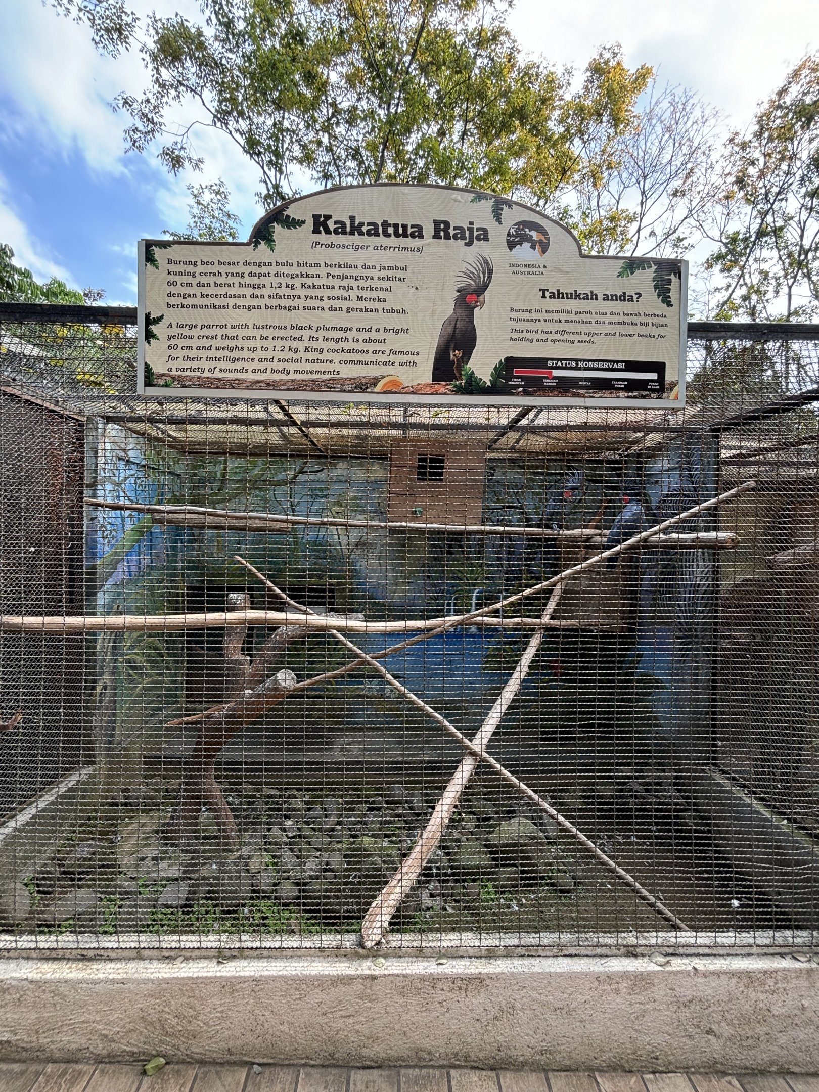 Palm Cockatoo Aviary