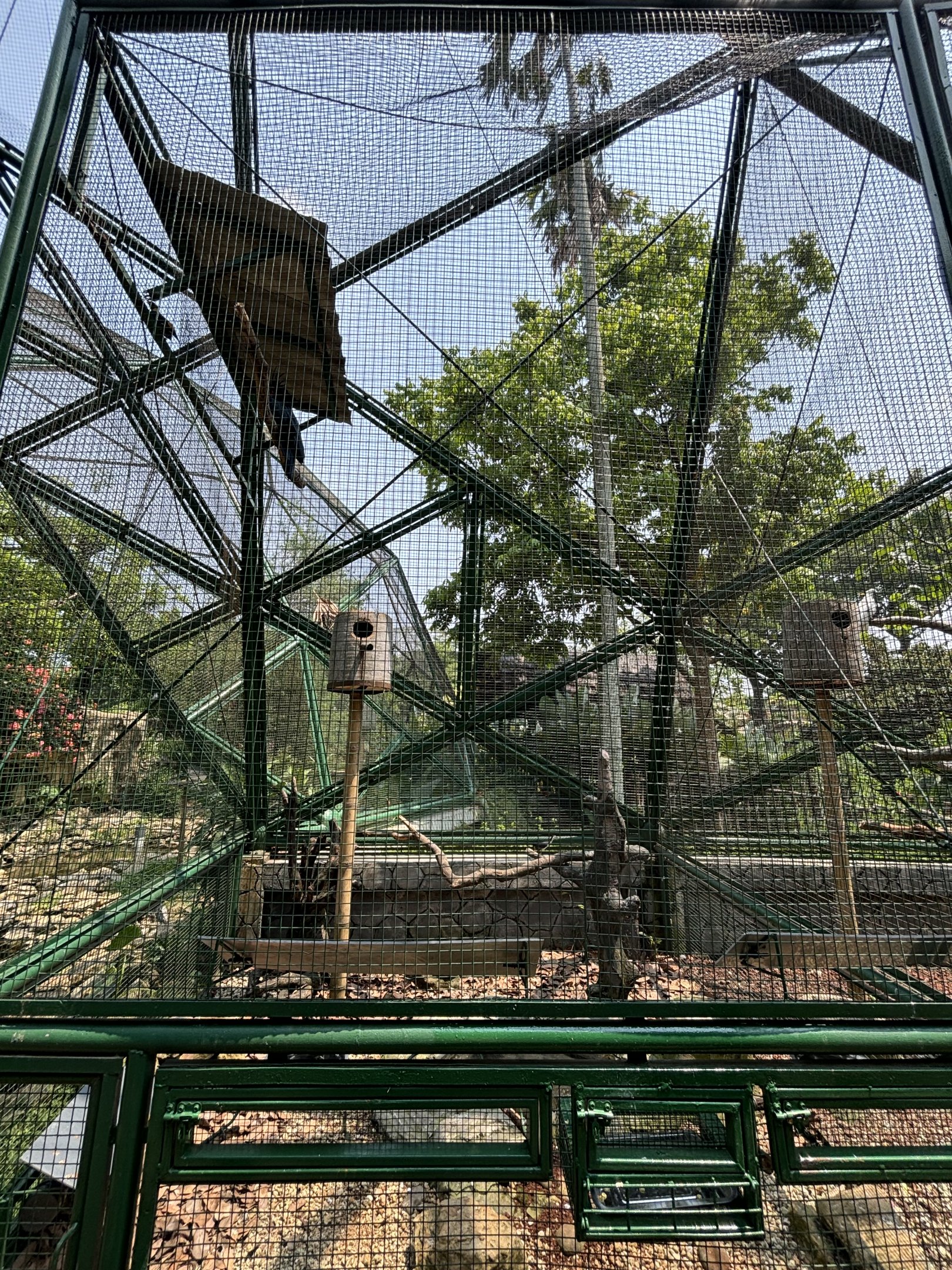 Palm Cockatoo Aviary