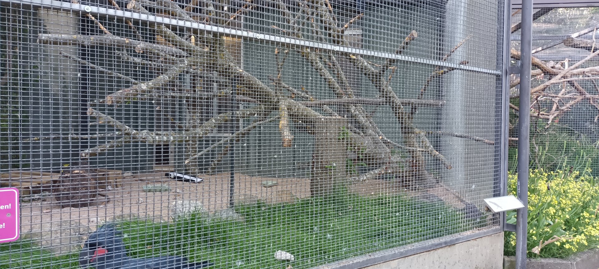 Palm Cockatoo Aviary