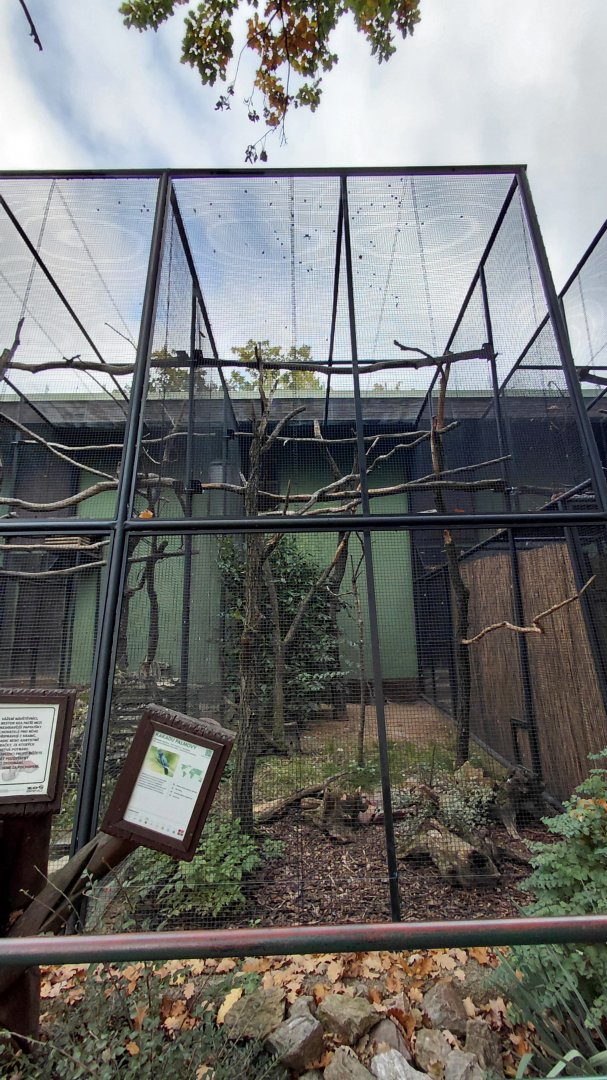 Palm cockatoo aviary