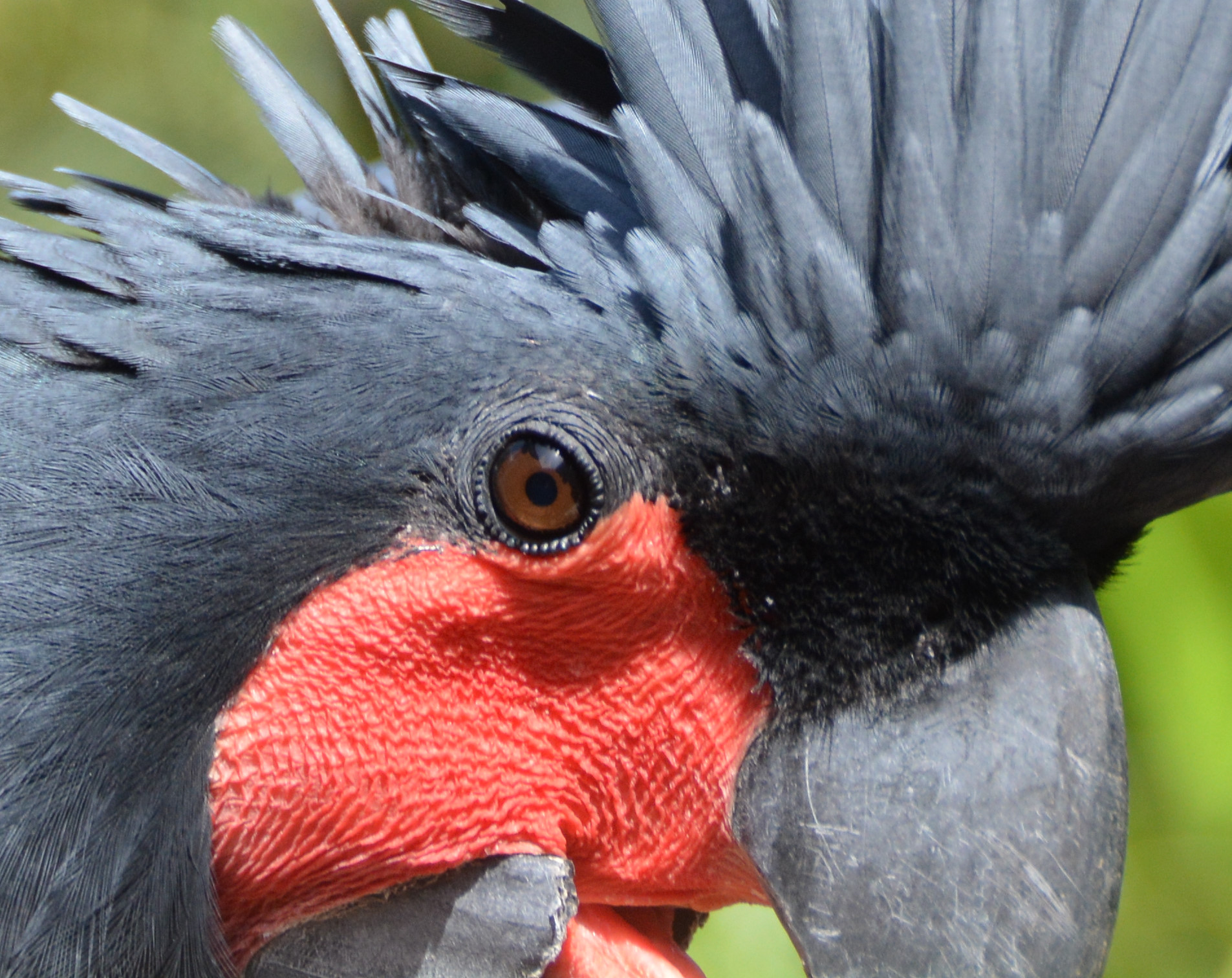 Palm cockatoo close-up.