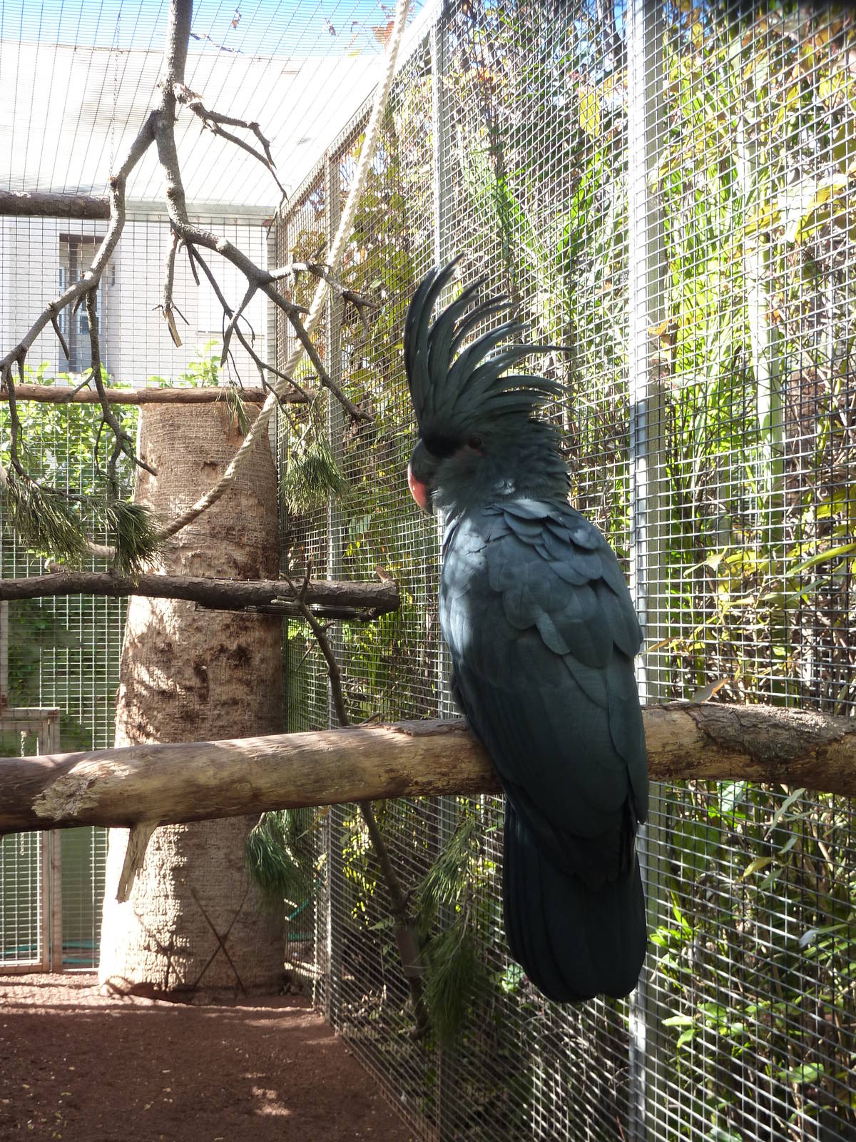 Palm cockatoo, December 2012