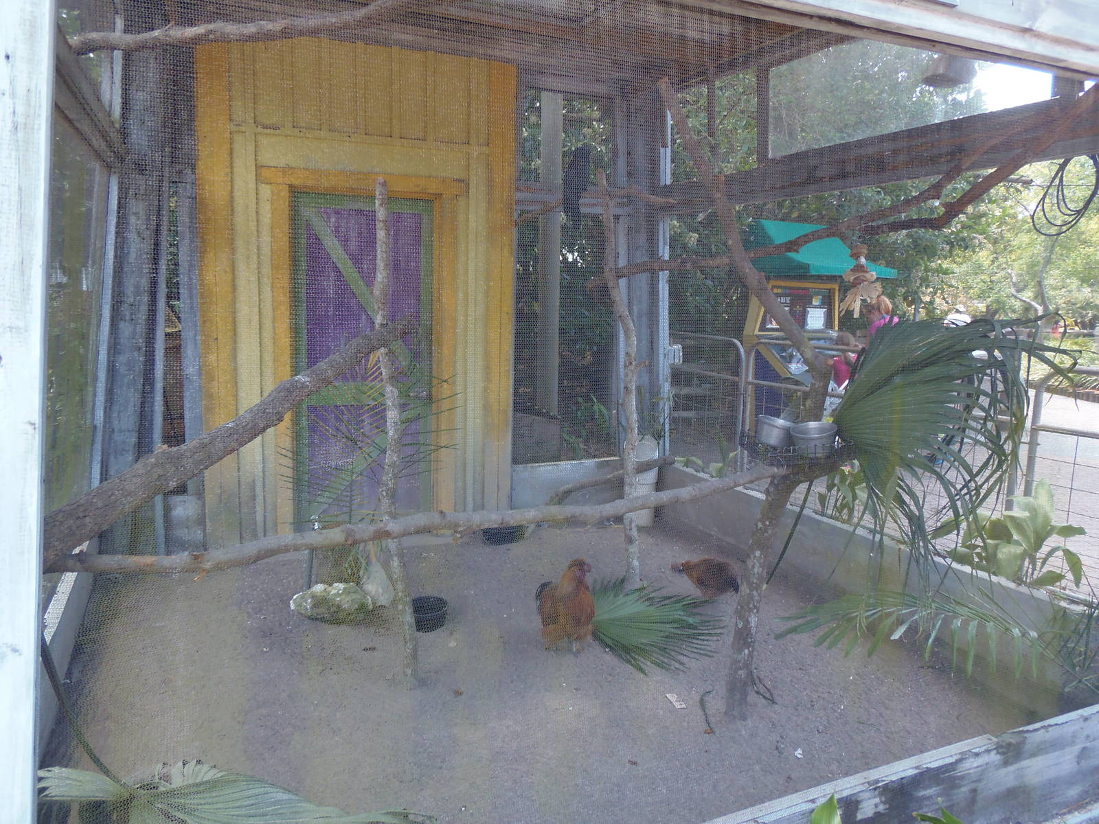 Palm Cockatoo Exhibit