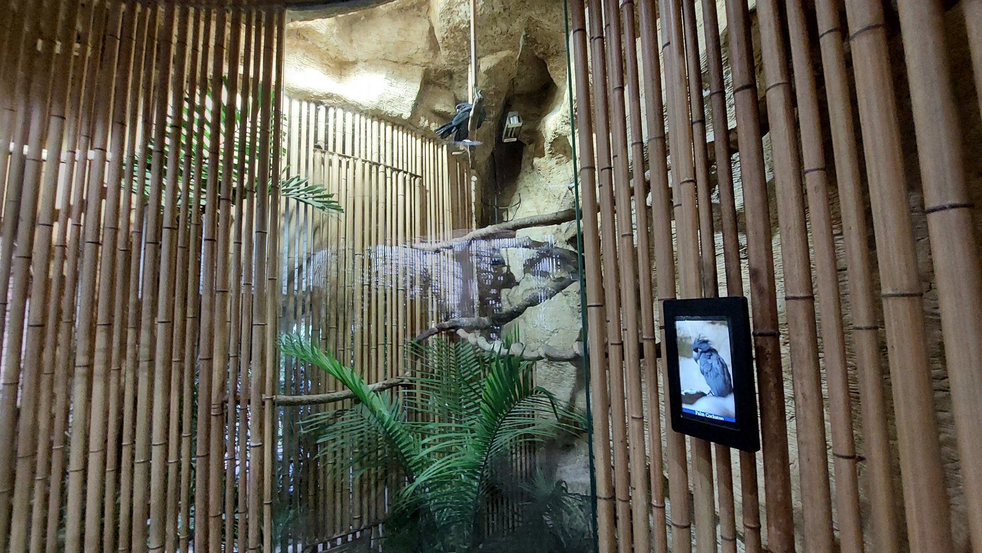 Palm Cockatoo exhibit