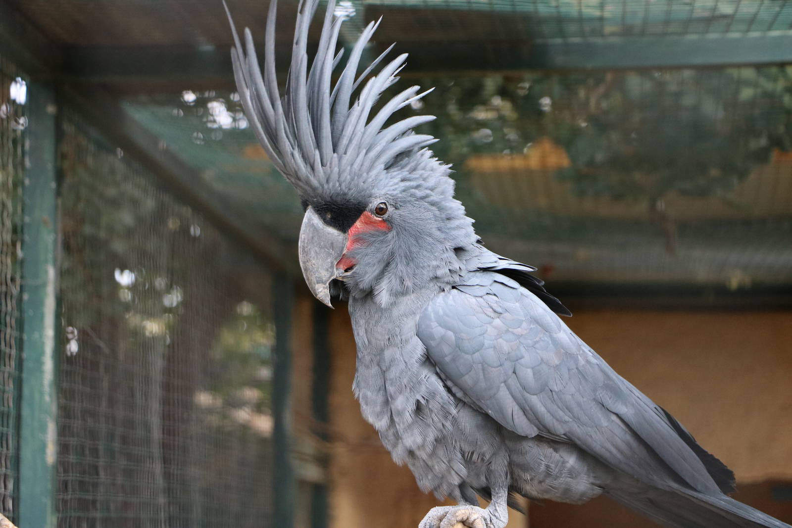 Palm cockatoo, February 2016
