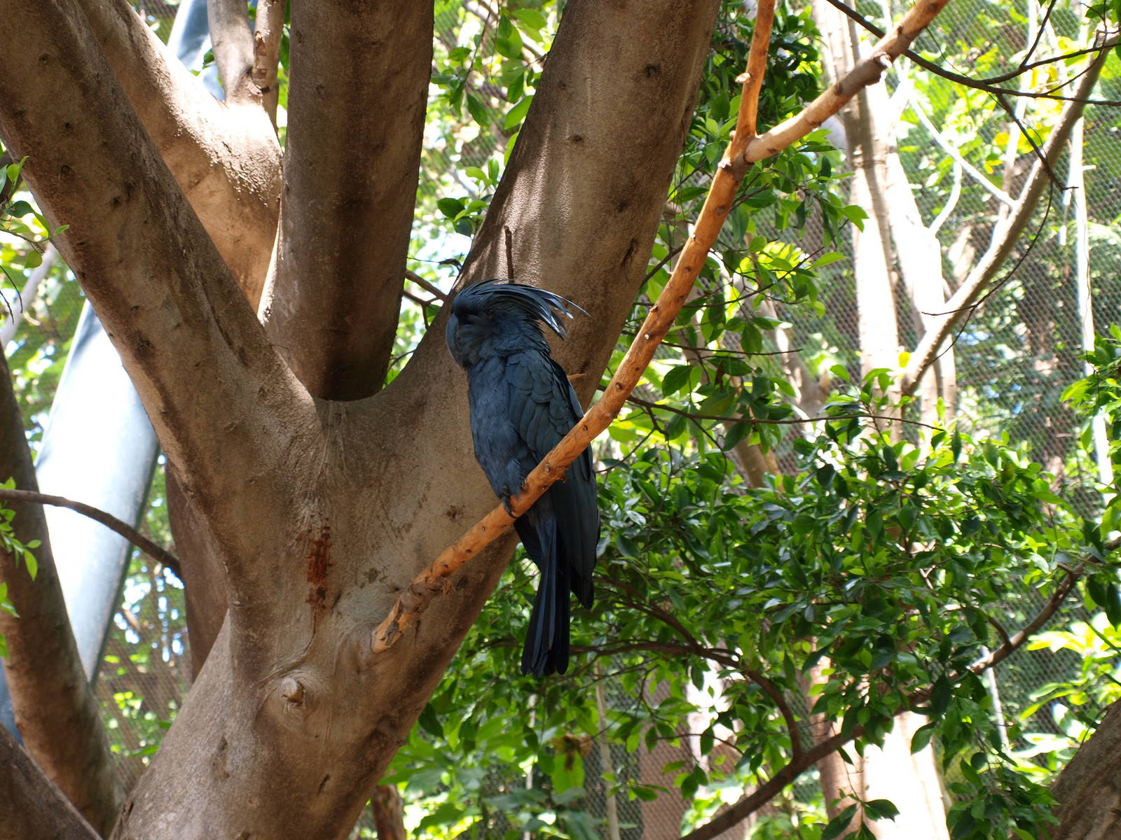 Palm Cockatoo - Katandra Treetops