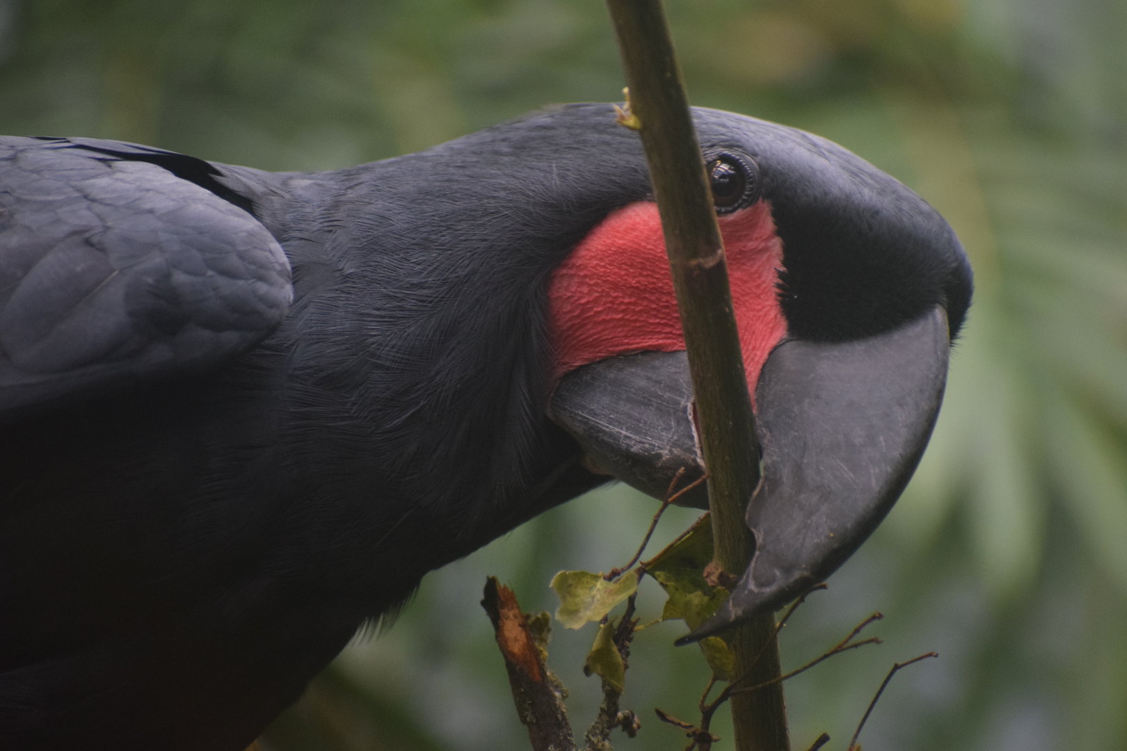 Palm cockatoo - October 2023