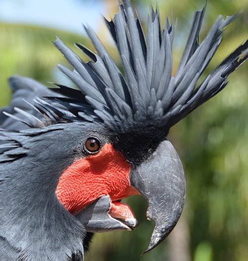 Palm cockatoo Portrait