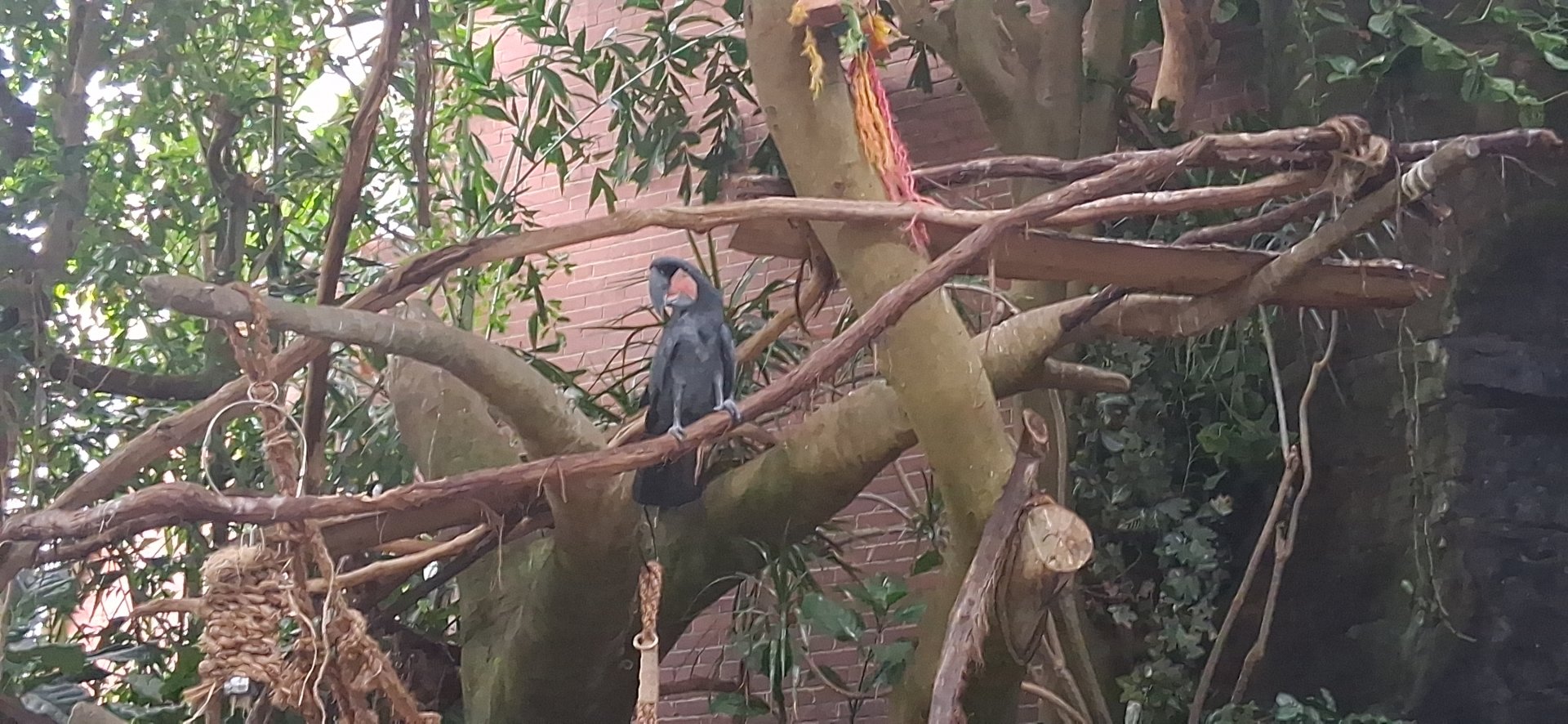 Palm cockatoo posing for a picture