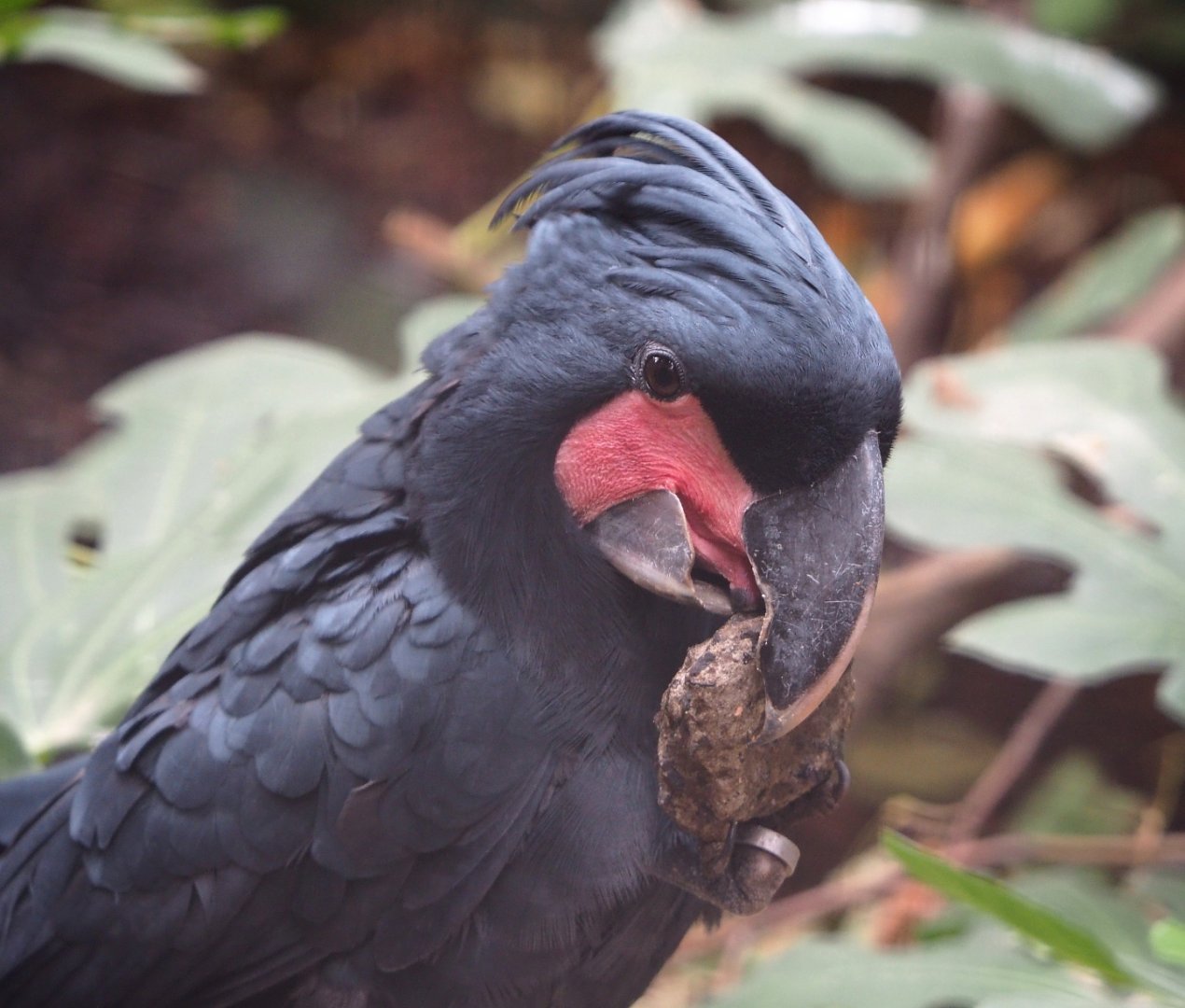 Palm cockatoo (Probosciger aterrimus), 2019-10-05