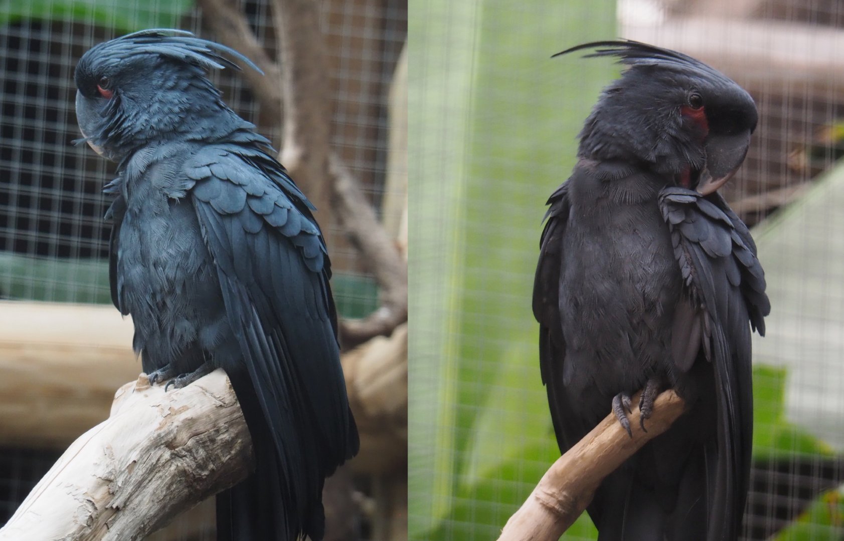 Palm cockatoo (Probosciger aterrimus), 2020-09-03