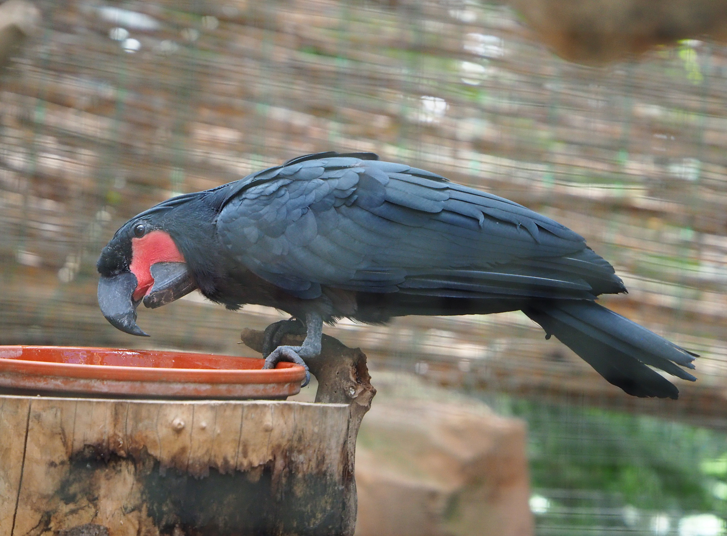 Palm cockatoo (Probosciger aterrimus), 2022-06-28