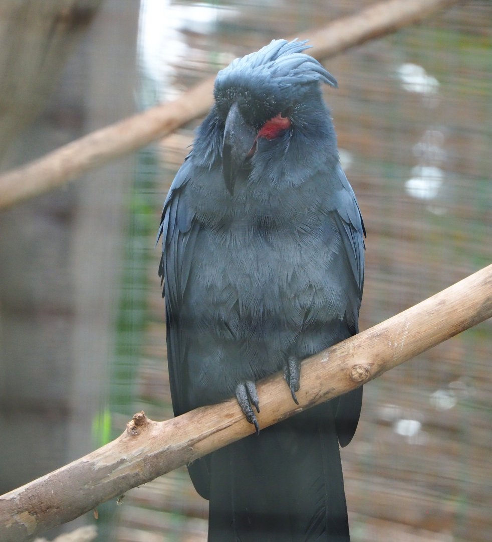 Palm cockatoo (Probosciger aterrimus), 2022-06-28