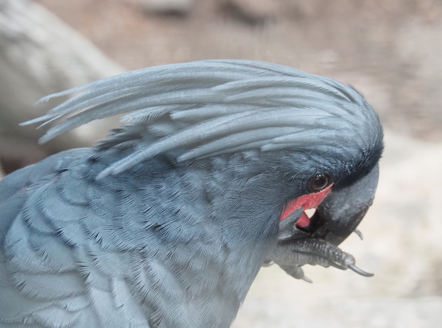 Palm cockatoo (Probosciger aterrimus), 2022-09-14