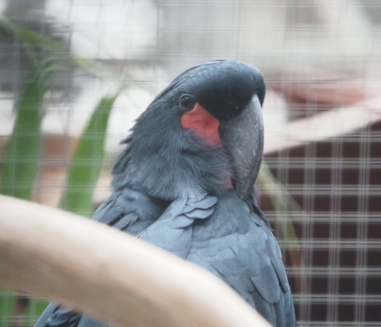 Palm cockatoo (Probosciger aterrimus), 2022-09-14