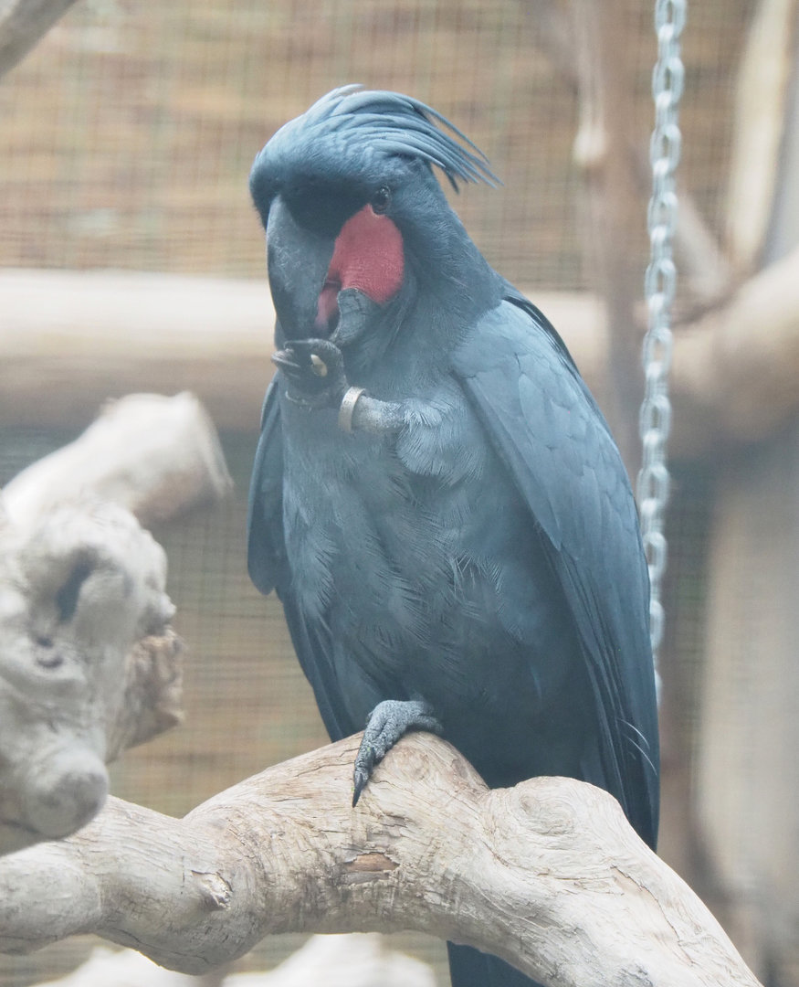 Palm cockatoo (Probosciger aterrimus), 2022-09-14