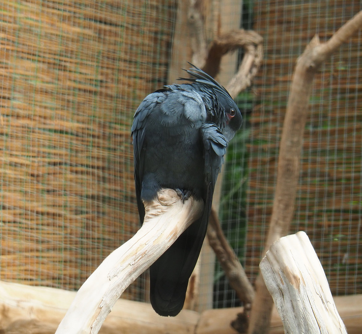 Palm cockatoo (Probosciger aterrimus), 2022-09-15