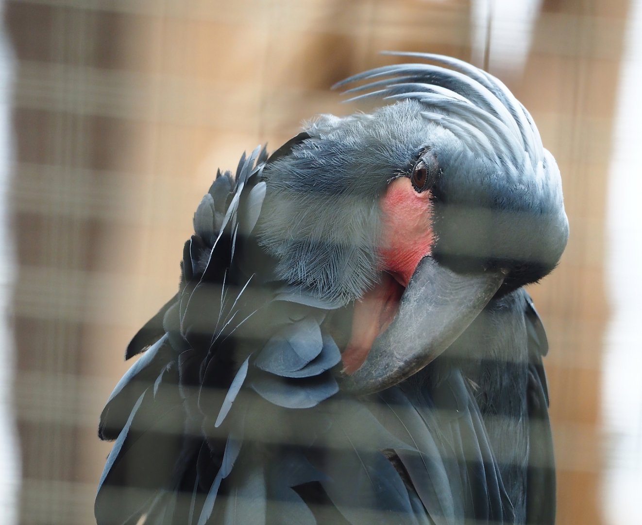 Palm cockatoo (Probosciger aterrimus), 2023-05-16