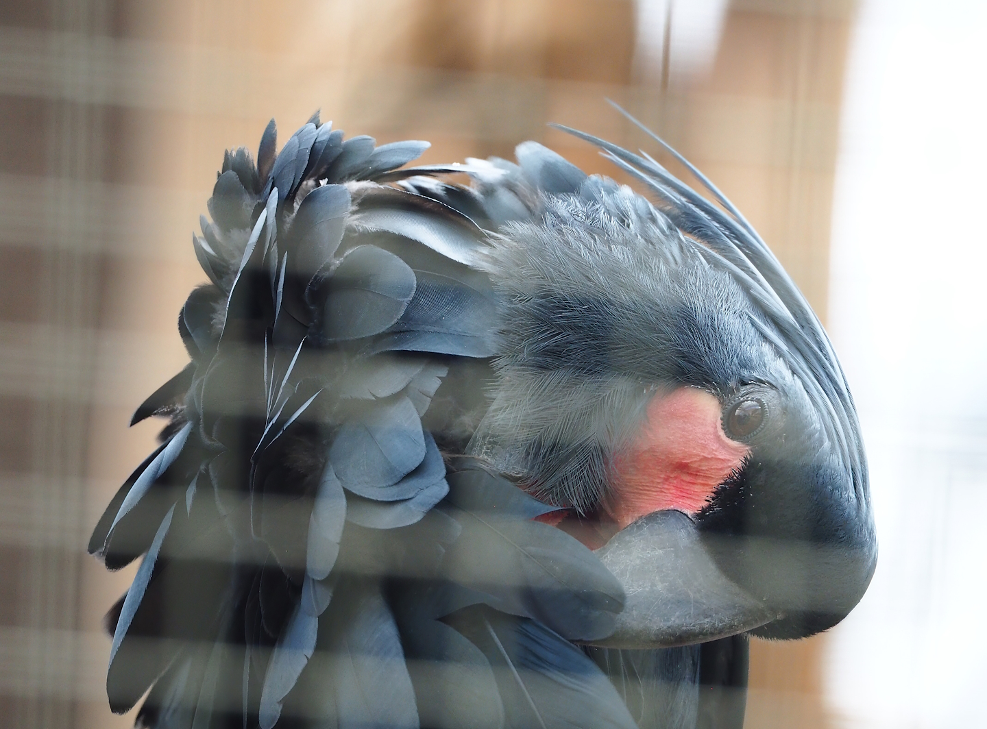 Palm cockatoo (Probosciger aterrimus), 2023-05-16