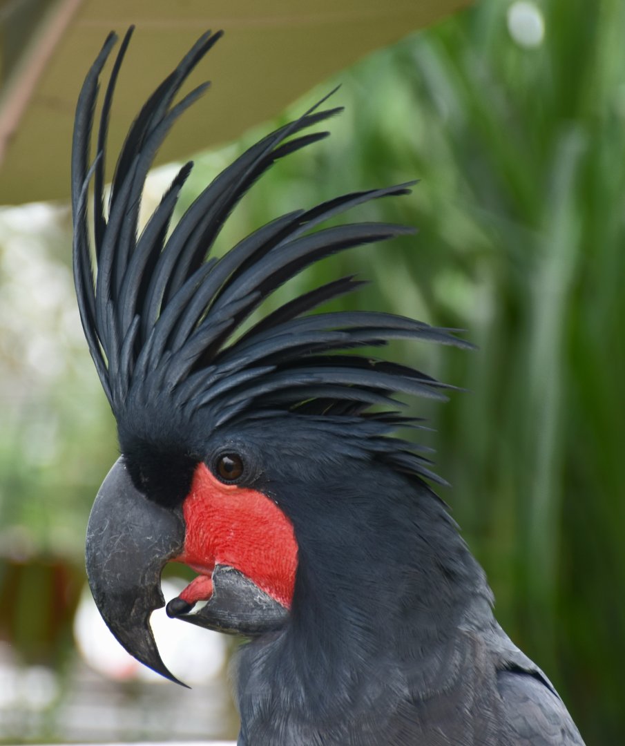 Palm Cockatoo (Probosciger aterrimus aterrimus)