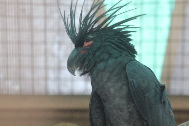Palm cockatoo (Probosciger aterrimus goliath)