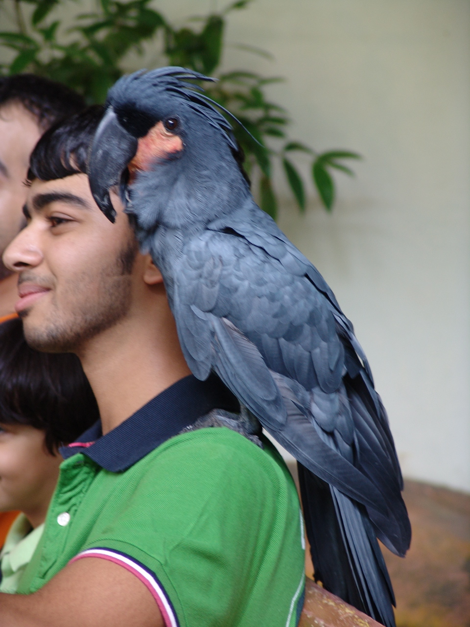 Palm Cockatoo (Probosciger aterrimus)