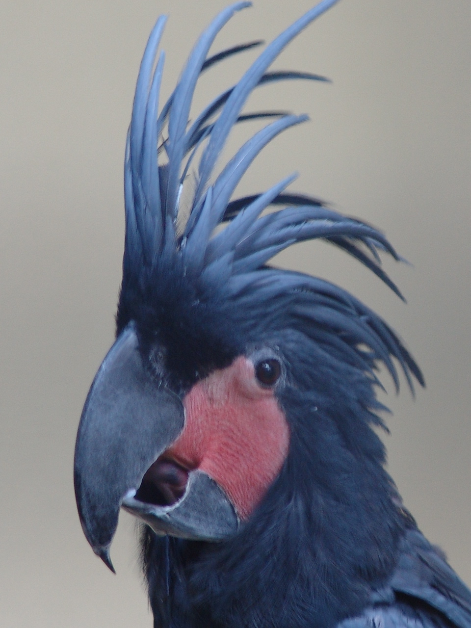 Palm Cockatoo (Probosciger aterrimus)