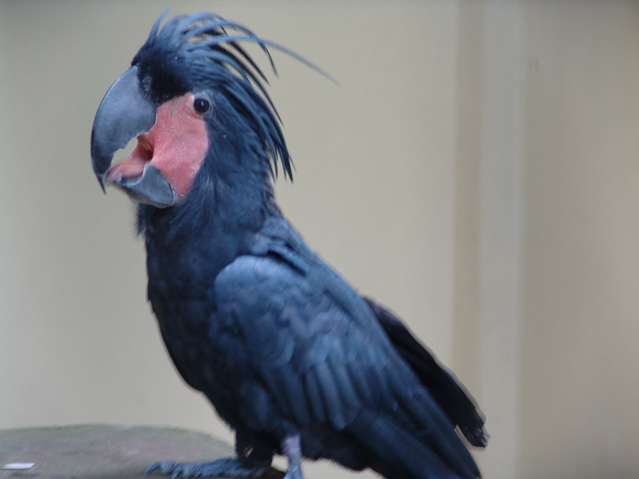 Palm Cockatoo (Probosciger aterrimus)