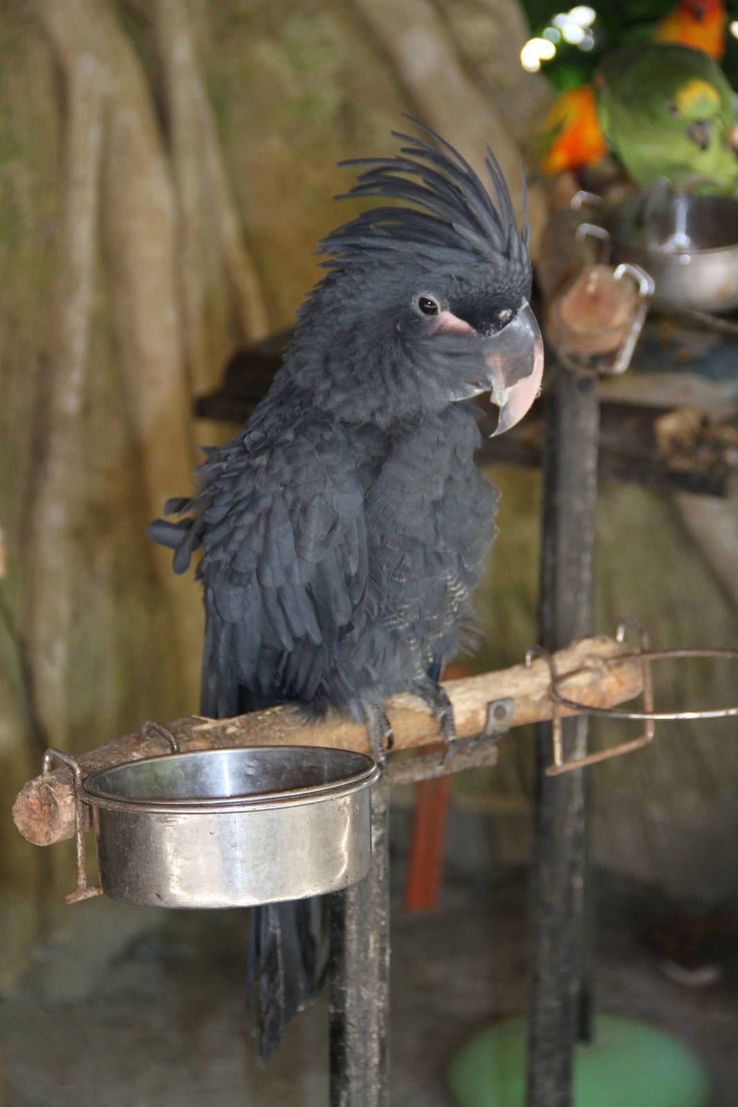 Palm Cockatoo (Probosciger aterrimus)