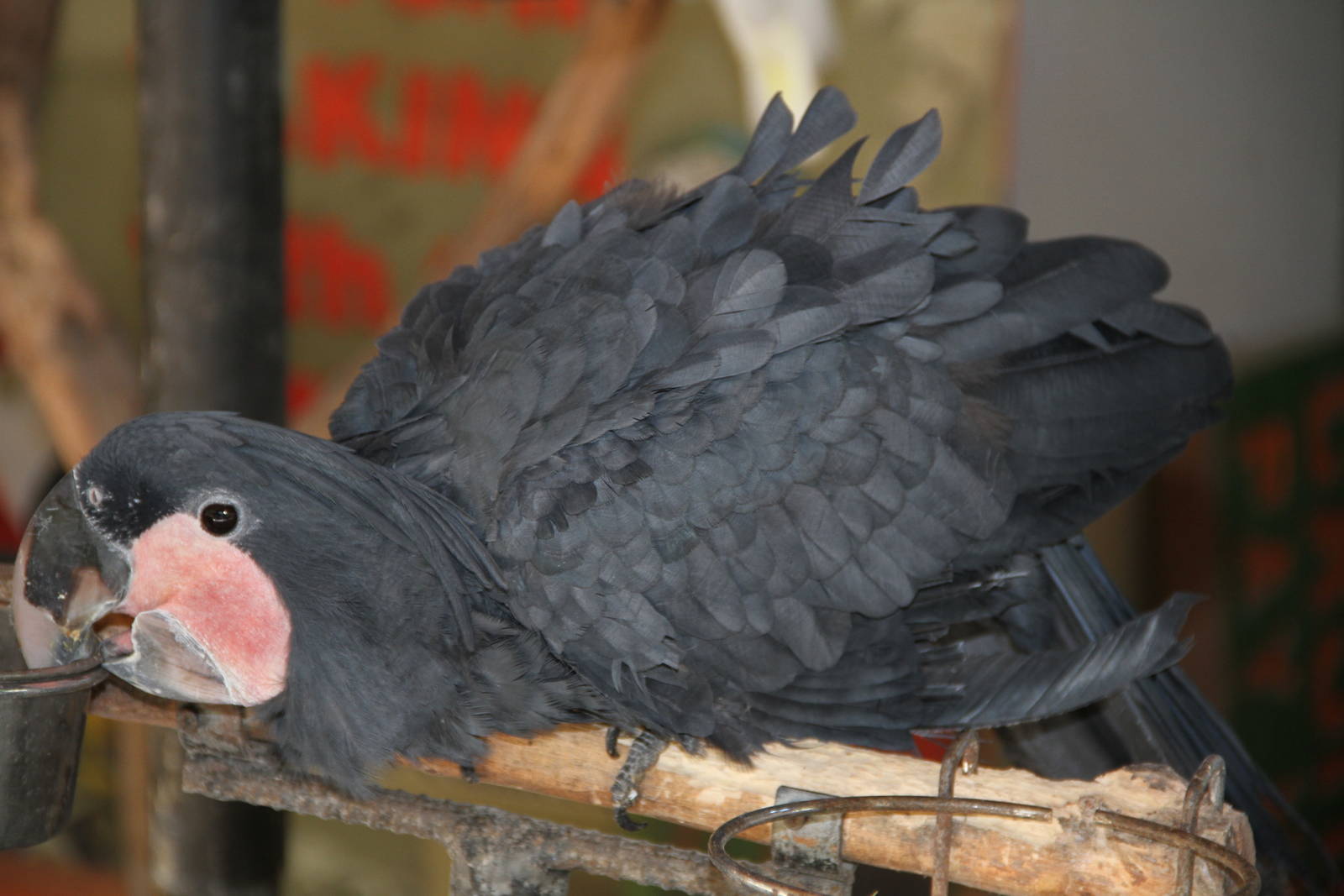 Palm Cockatoo (Probosciger aterrimus)