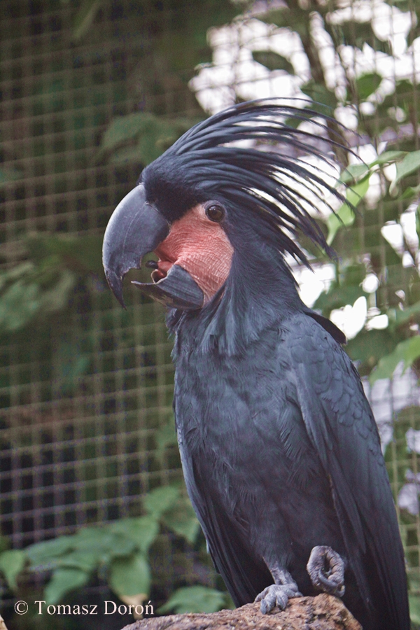 Palm Cockatoo (Probosciger aterrimus)