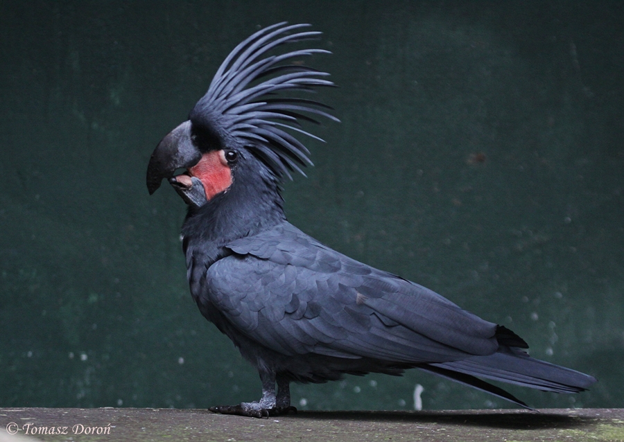 Palm Cockatoo (Probosciger aterrimus)