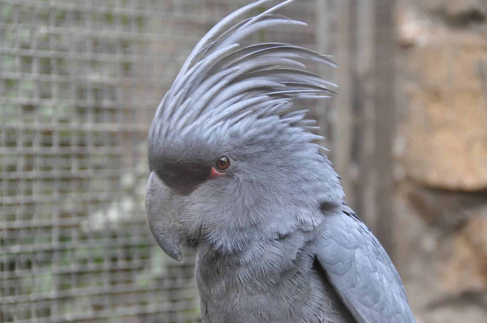 Palm cockatoo/ Probosciger aterrimus