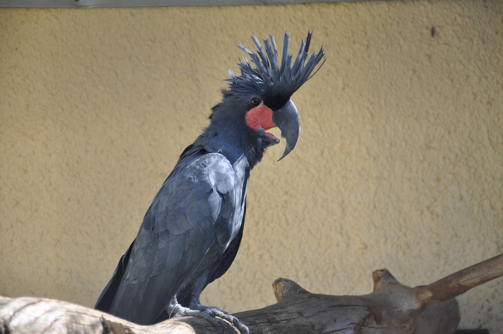 Palm cockatoo/ Probosciger aterrimus