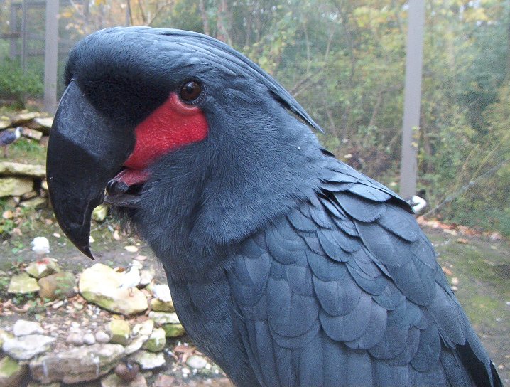 Palm Cockatoo (Probosciger aterrimus)