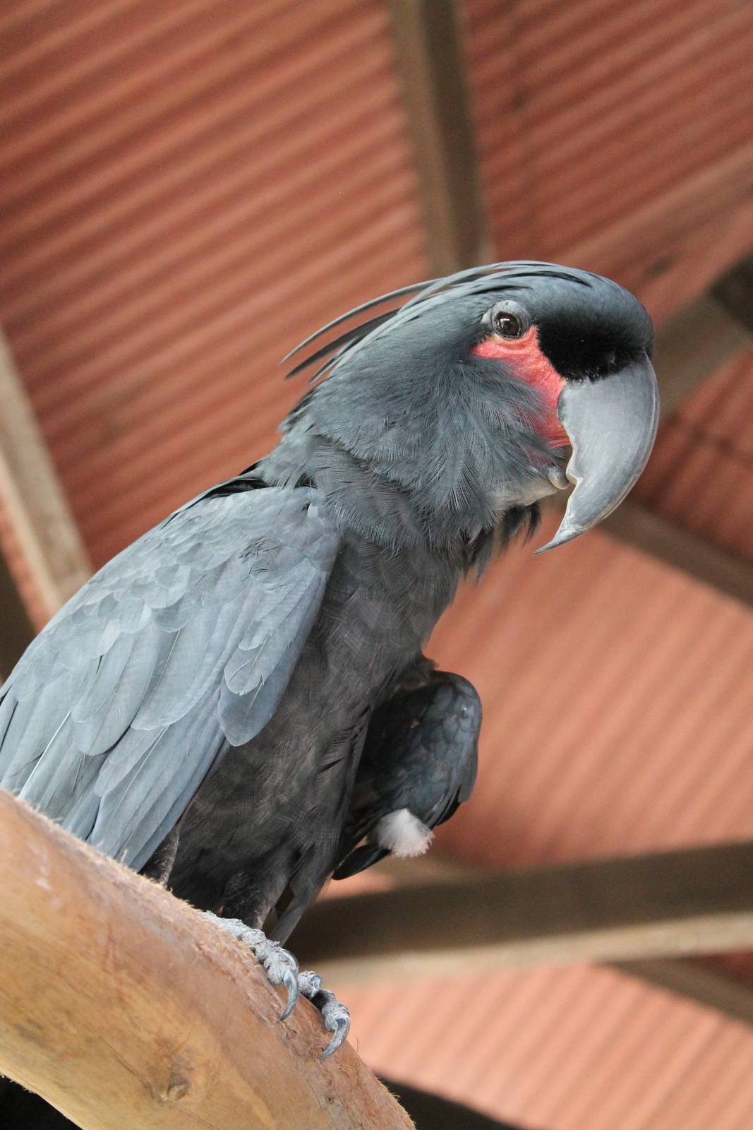 palm cockatoo (Probosciger aterrimus)