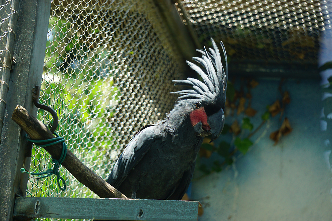 Palm cockatoo (Probosciger aterrimus)