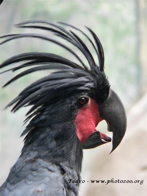 Palm cockatoo (Probosciger aterrimus)