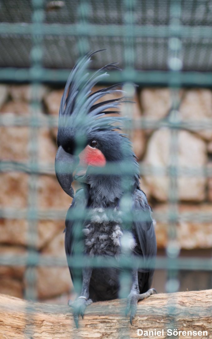 Palm cockatoo (Probosciger aterrimus)